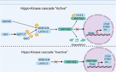 Clinical potential of the Hippo-YAP pathway in bladder cancer